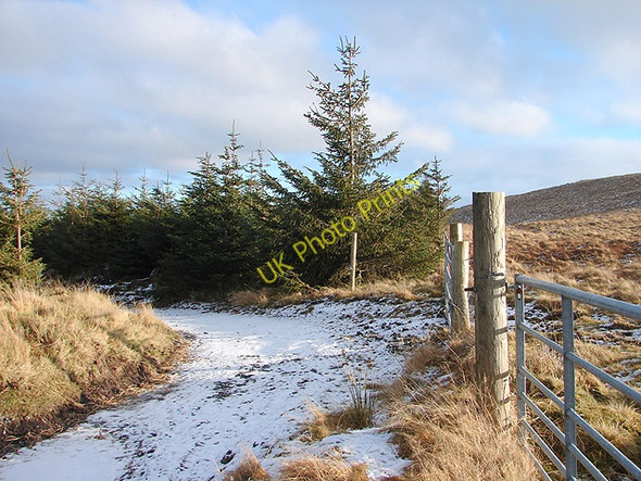 Photo 6"x4" Back into the Hafren Forest Pant Mawr\/SN8482 c2009