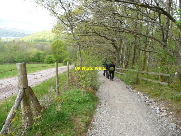 Photo 6"x4" Public footpath alongside Springs Wood Keswick\/NY2623 c2015