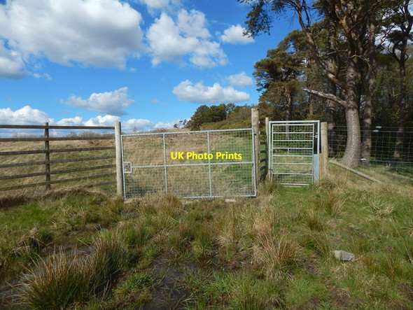 Photo 6"x4" Gate at edge of woodland Dumbarton c2015