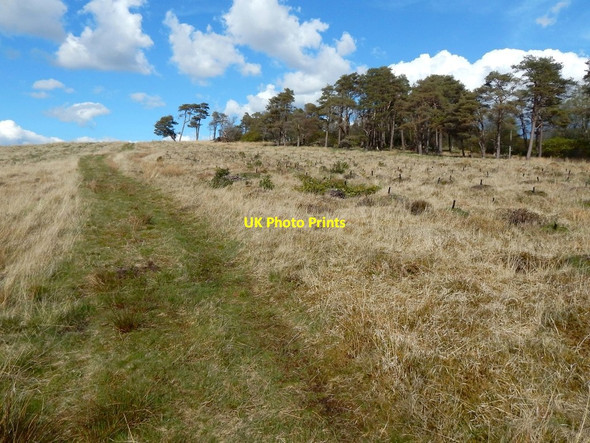 Photo 6"x4" Track and new plantation beside Black Wood Dumbarton c2015