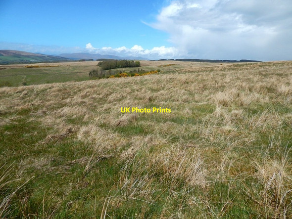 Photo 6"x4" Remains of a cultivated plot Dumbarton c2015