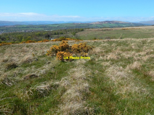 Photo 6"x4" Remains of a cultivated plot Dumbarton c2015