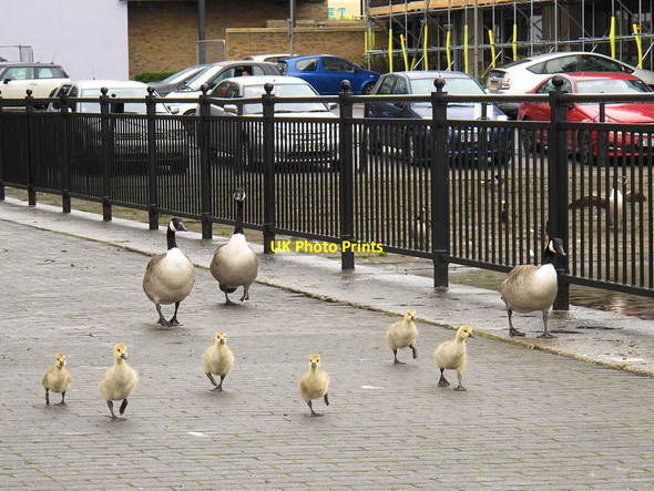Photo 6"x4" Inquisitive goslings Poplar\/TQ3780 c2015