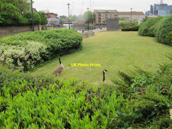 Photo 6"x4" Lawn with geese Poplar\/TQ3780 c2015