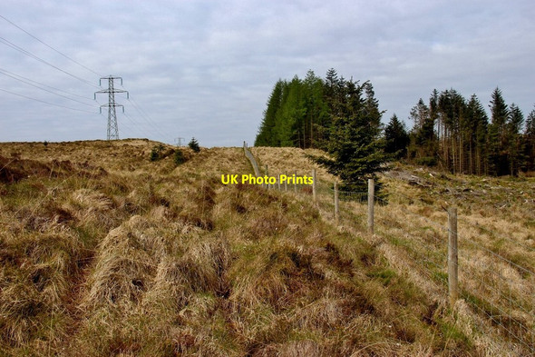 Photo 6"x4" Forest edge with parallel pylon line Crarae c2015