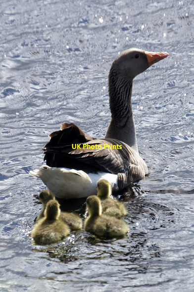 Photo 6"x4" Greylag Goose (Anser anser) with goslings, Clugan Ordale c2015