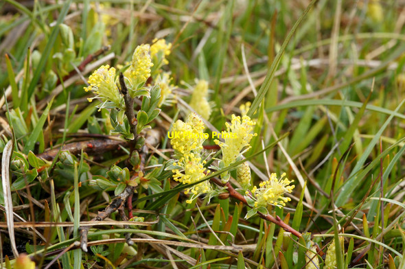 Photo 6"x4" Creeping Willow (Salix repens), Clugan Ordale c2015