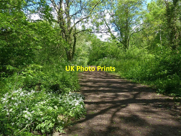 Photo 6"x4" Path in Howardian Nature Reserve, Cardiff Cardiff\/Caerdydd c2015