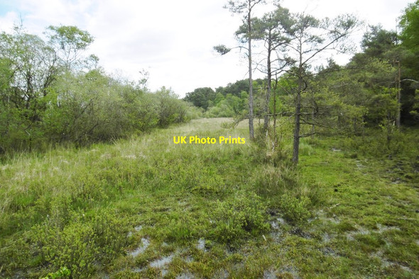 Photo 6"x4" Culverley, mire Furzey Lodge c2015