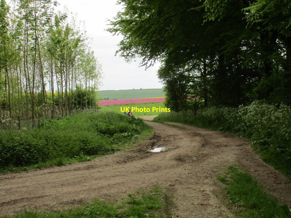 Photo 6"x4" The Wolds Way on the edge of Settrington Wood North Grimston c2015
