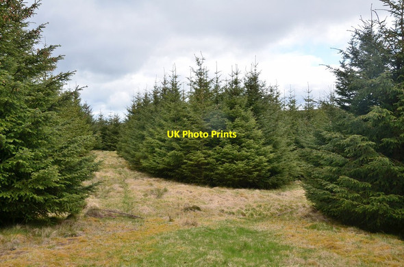 Photo 6"x4" Forest rides, Glenlude Mountbenger c2015
