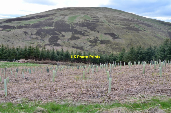 Photo 6"x4" New plantings, Glenlude Mountbenger c2015