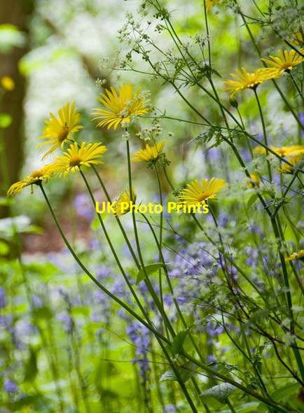 Photo 6"x4" Woodland flowers, Danes Dyke, E Yorks Croft c2015