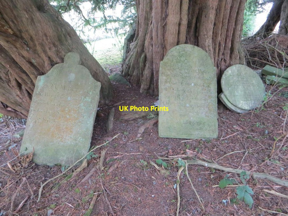 Photo 6"x4" Leaning on the Yew Abergwesyn c2015