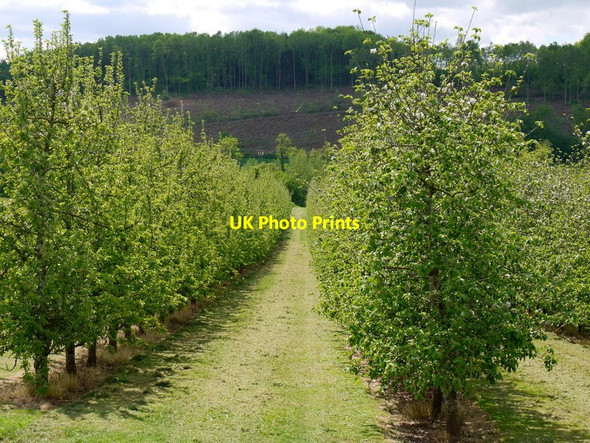 Photo 6"x4" Cider orchards in the Golden Valley Kerry's Gate c2015