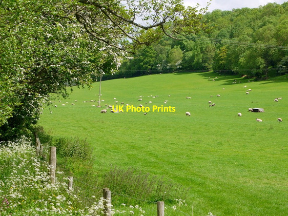 Photo 6"x4" Pasture at Ponty Pinna Vowchurch c2015