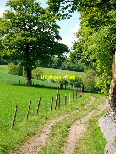 Photo 6"x4" Farm track by Cwm-sais Wood Bacton\/SO3632 c2015