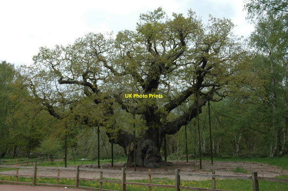 Photo 6"x4" The Major Oak Edwinstowe c2015