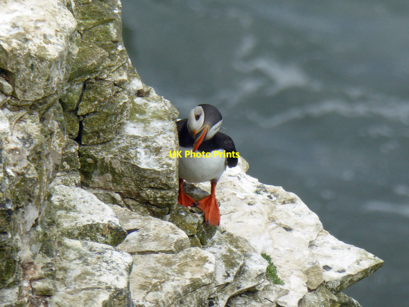 Photo 6"x4" One of Bempton's puffins Bempton c2015