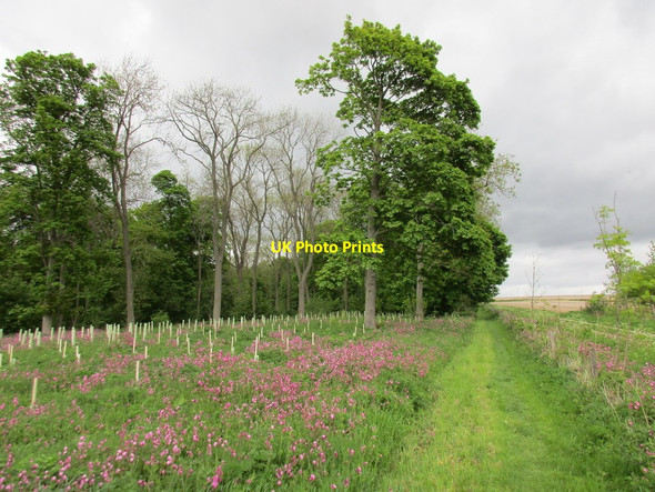 Photo 6"x4" Screed Plantation Duggleby c2015