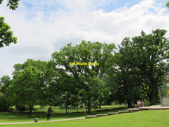 Photo 6"x4" Magna Carta oaks (1) Egham c2015