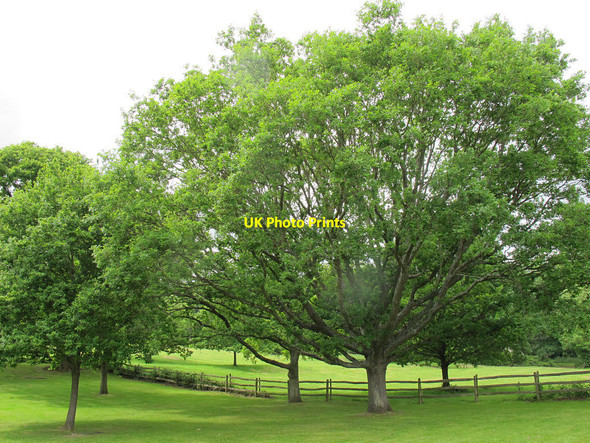 Photo 6"x4" Magna Carta oaks (2) Egham c2015