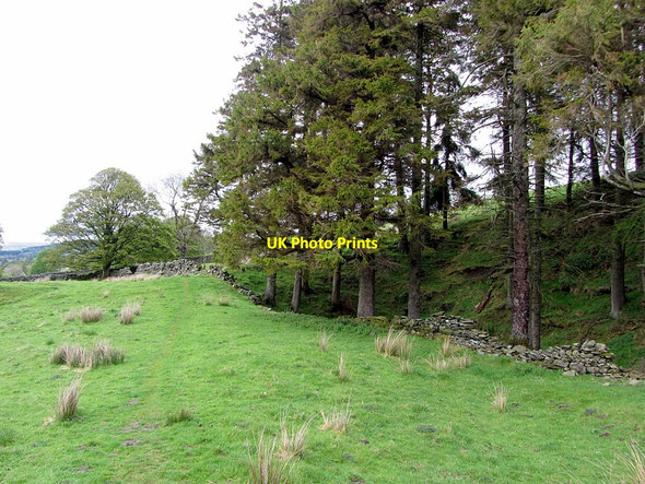 Photo 6"x4" Site of former High Nest Lead Mine Bayles c2015