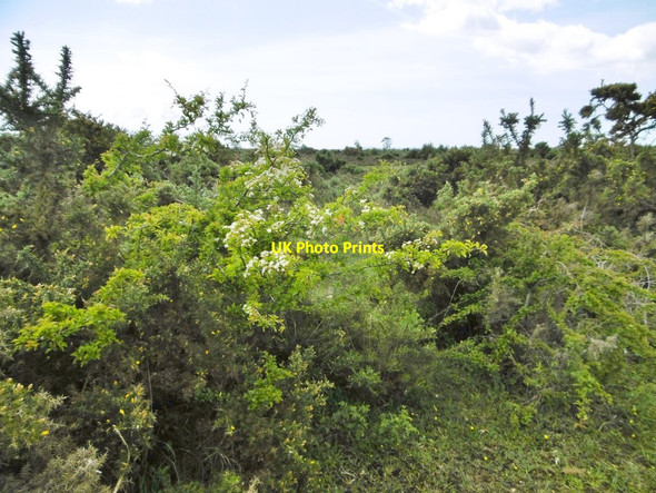 Photo 6"x4" Beaulieu Heath, hawthorn Bull Hill\/SZ3398 c2015