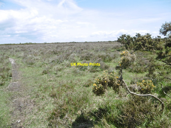 Photo 6"x4" Beaulieu Heath Bull Hill\/SZ3398 c2015