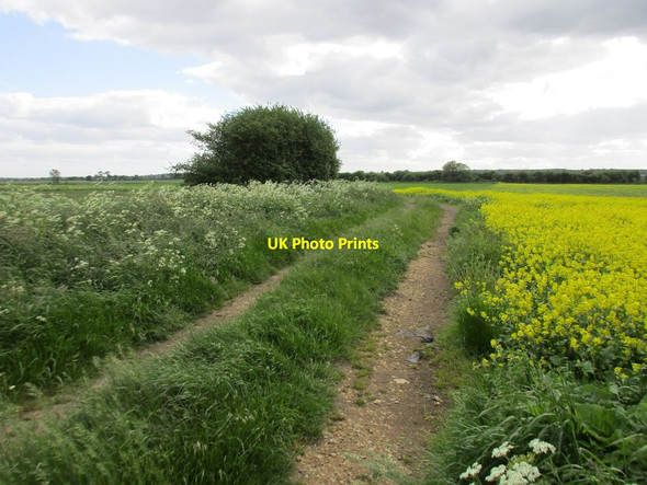 Photo 6"x4" Track and oilseed rape at Toll Bar Adwick Le Street c2015