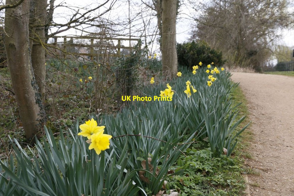 Photo 6"x4" Daffodils by the Path Cufaude c2015
