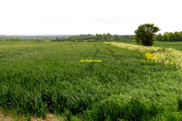 Photo 6"x4" Arable field on Lark Hill Wantage c2015