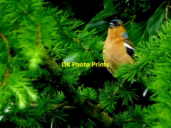 Photo 6"x4" Chaffinch, Lisnamallard Omagh c2015