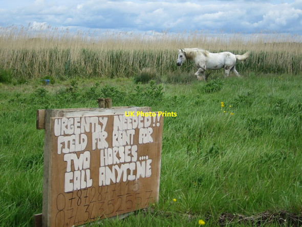 Photo 6"x4" Horse on Pevensey Levels Golden Cross\/TQ6310 c2015