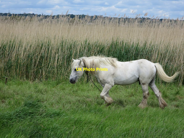 Photo 6"x4" Horse on Pevensey Levels Golden Cross\/TQ6310 c2015