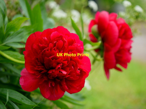 Photo 6"x4" Close-up of red Paeonies, 1 Oxenhall c2015
