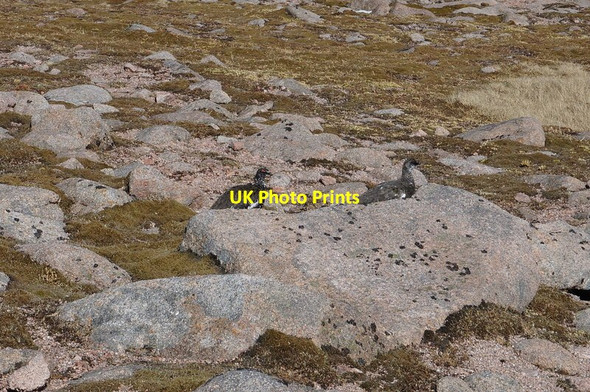Photo 6"x4" A pair of Ptarmigan in summer plumage Lurcher's Crag\/Creag an Leth-choin c2015