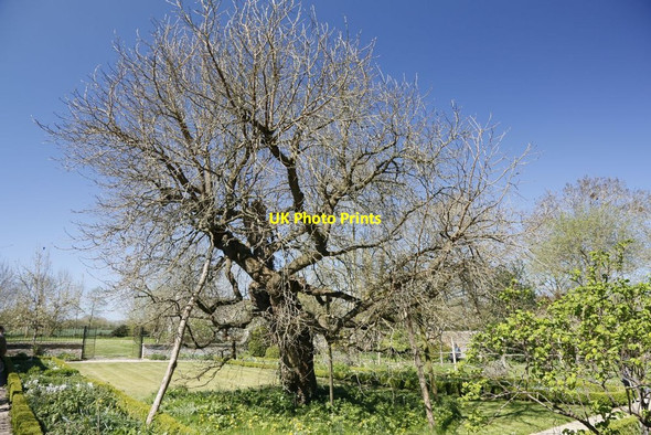 Photo 6"x4" The Mulberry Tree Eaton Hastings c2015