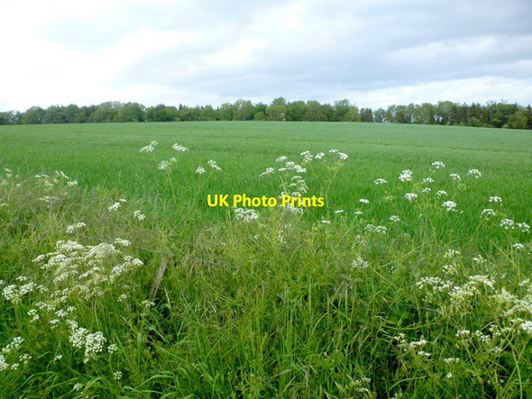 Photo 6"x4" Cereal land on Stockley Hill Blakemere c2015