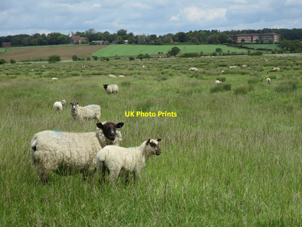 Photo 6"x4" Sheep by Hurst Haven Golden Cross\/TQ6310 c2015