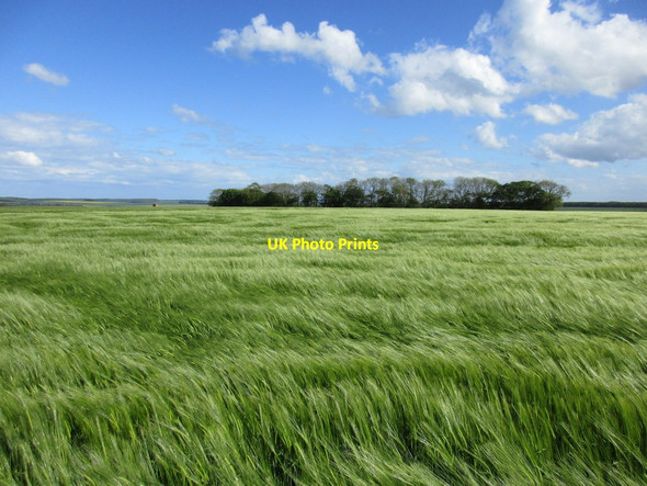 Photo 6"x4" Barley field and shelter belt Thwing c2015