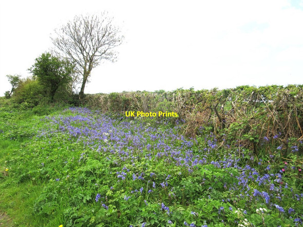 Photo 6"x4" Bluebells - Shatcombe Lane West Compton\/SY5694 c2015