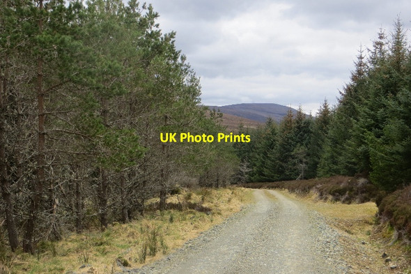 Photo 6"x4" Logging road, Hill of Clais nan Earb Carn Chrom c2015