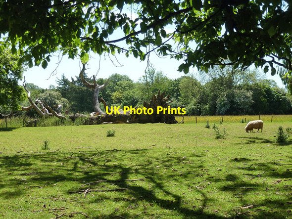 Photo 6"x4" Field with fallen tree Wootton\/TR2246 c2015
