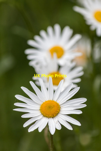 Photo 6"x4" Daisies beside the River Thames, Oxford Oxford\/SP5106 c2015