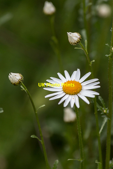 Photo 6"x4" Daisies beside the River Thames, Oxford Oxford\/SP5106 c2015 P1
