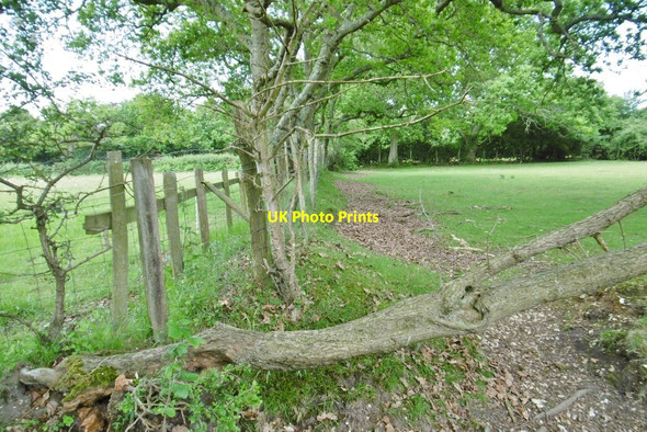 Photo 6"x4" Pilley, ditch & embankment Bull Hill\/SZ3398 c2015
