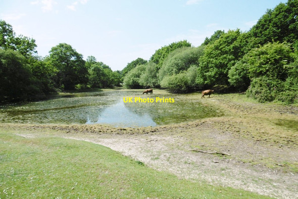 Photo 6"x4" Pilley, pond Bull Hill\/SZ3398 c2015