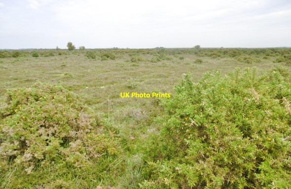 Photo 6"x4" Pilley, heathland Bull Hill\/SZ3398 c2015