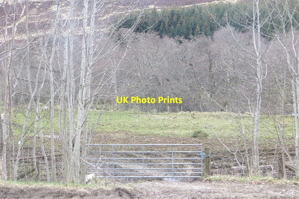 Photo 6"x4" Field, Glen Fiddich Bridgehaugh c2015